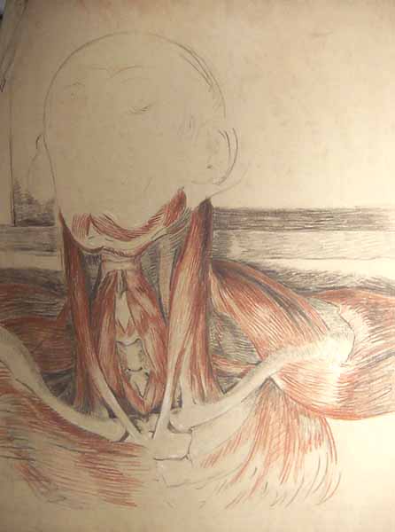 Ecorche Drawing a Neck and Shoulders of a Man